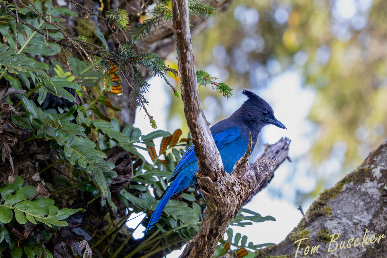 My Mission Badge – “Rooted to Rise”