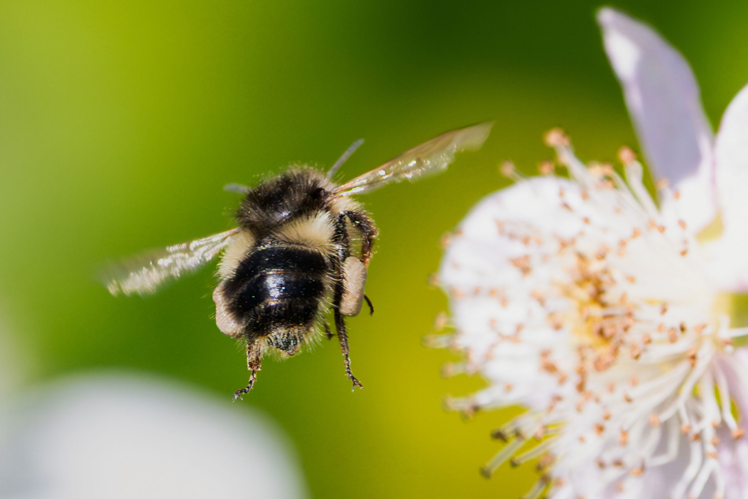 honeybee flying to flowers in Sequim, Washington