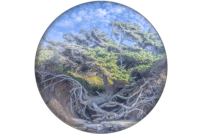 Digital Citizenship, Personal Branding, and Paying It Forward